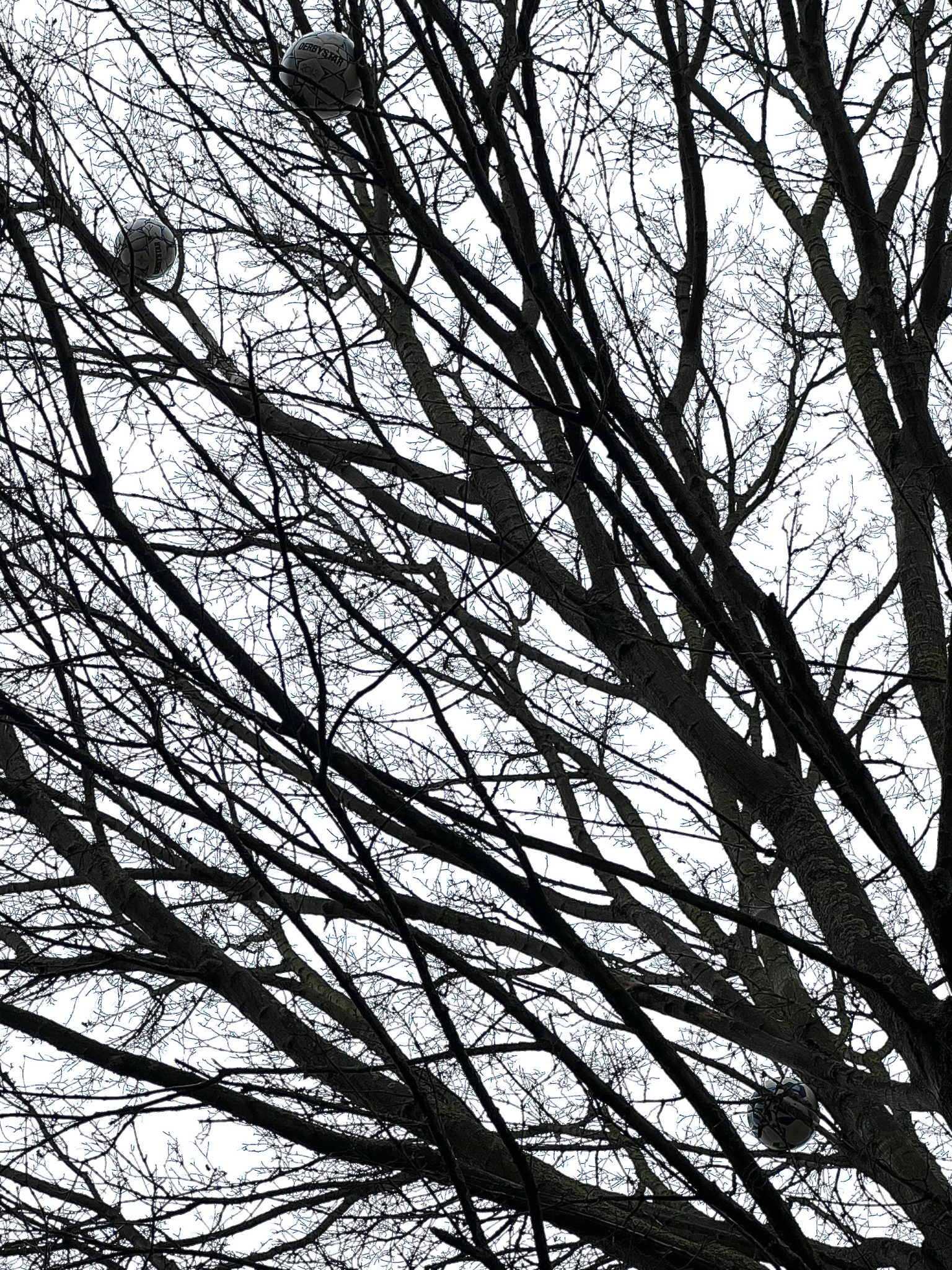 Prijsvraag : Hoe krijgen we de ballen uit de boom?